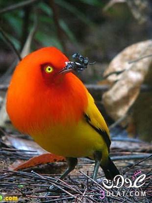 أجمل صور الطيور الملونة , صور طيور عصافير ملونة وجميلة اجمل الطيور بالعالم