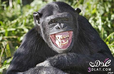 حيوانات ضاحكة صور حيوانات ضاحكة 2023 اجمل صور لحيوانات تضحك