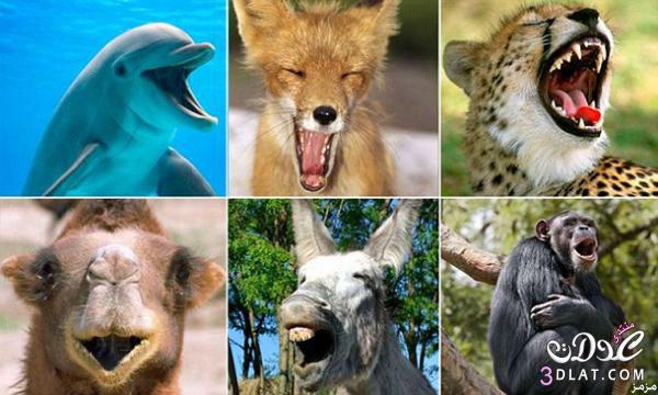 حيوانات ضاحكة صور حيوانات ضاحكة 2024 اجمل صور لحيوانات تضحك