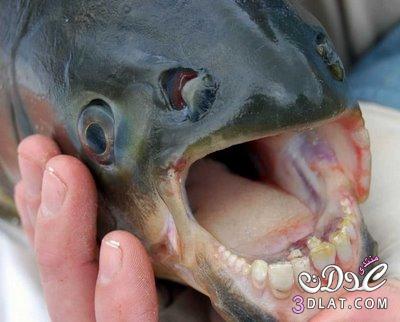 حصريا سمكة اسنانها اسنان انسان