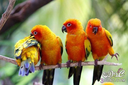 طيور جميلة صور لطيور سبحان الخالق