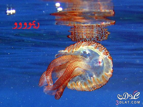صور من اعماق البحار صور مخلوقات بحريه