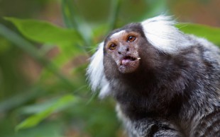 القرود الامريكيه صور القرود الامريكيه انواع القرود الامريكيه بالصور