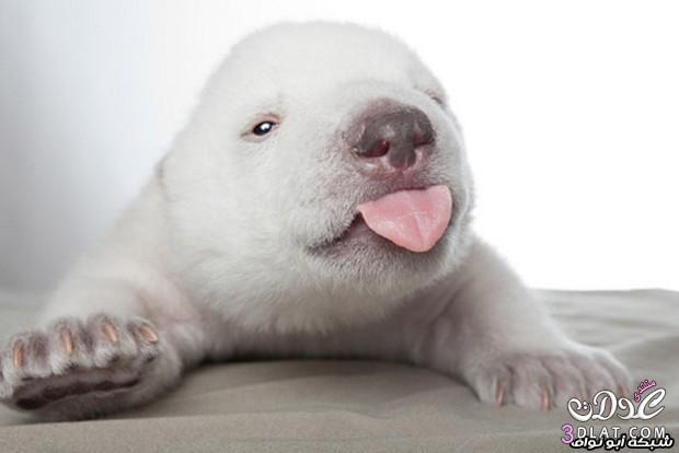 صور لصغير الدب القطبى صور للددب القطبى الصغير صور صغير الدب القطبى الابيض