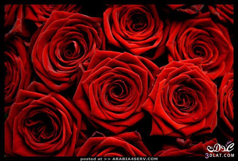 صور لسطح المكتب خلفيات ورد احمر للكمبيوتر اجمل الورود لحاسوبك روزة