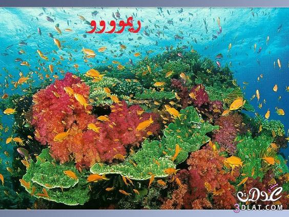 صور من اعماق البحر صور عالم البحار
