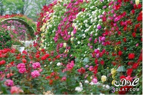 حدائق ورود روعة، Rose Gardens صور مميزة