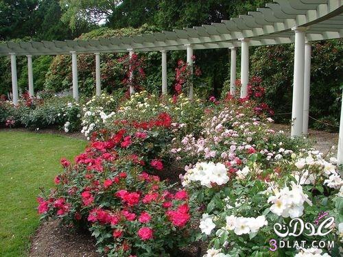 حدائق ورود روعة، Rose Gardens صور مميزة