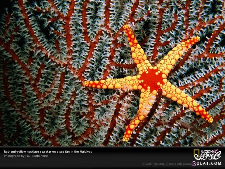 روائع عالم البحار اجمل الكائنات البحرية