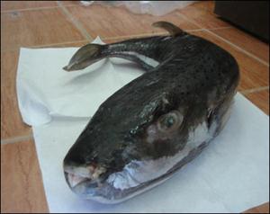 تحذيرات من سمكة تغزو السواحل المصرية تقتل من يتناولها خلال ساعات