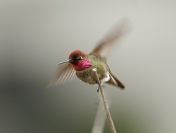 صور ومعلومات رائعه عن الطيور معلومات منوعه عن الطيور صور طيور1