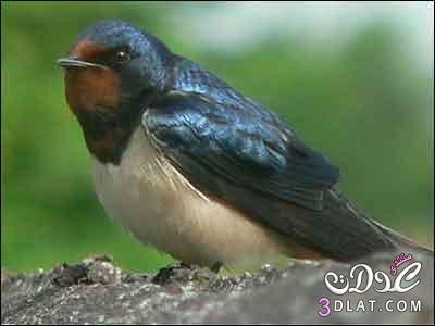 صور ومعلومات رائعه عن الطيور معلومات منوعه عن الطيور صور طيور1