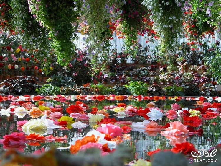 Beautiful Flowers pictures,  مجموعة زهور رائعة