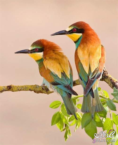 صور طيور جميلة طيور سبحان الخالق قمة بالجمال