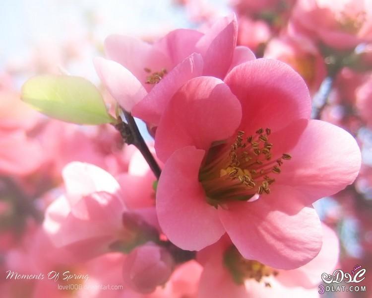 زهور من الطبيعة بألوان زاهية, Spring Flowers