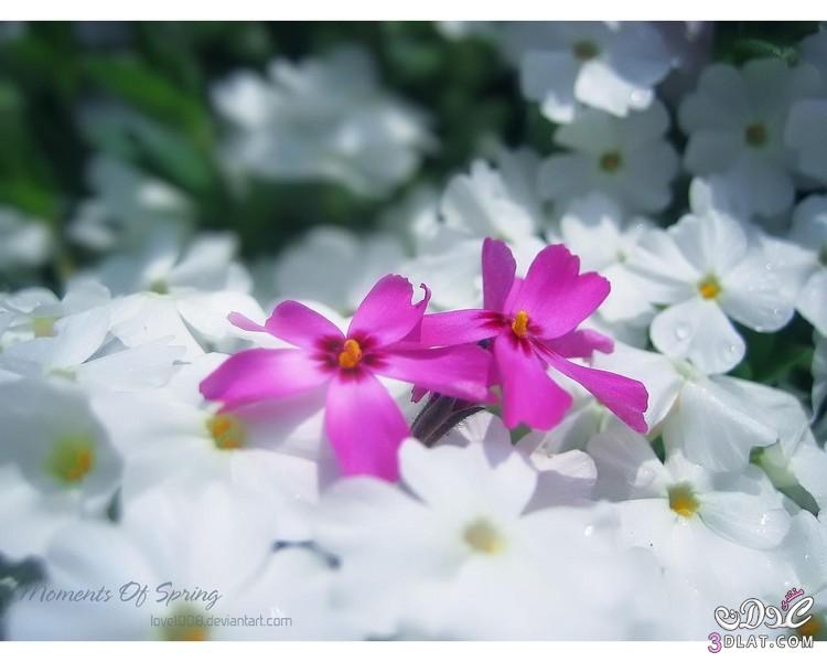 زهور من الطبيعة بألوان زاهية, Spring Flowers