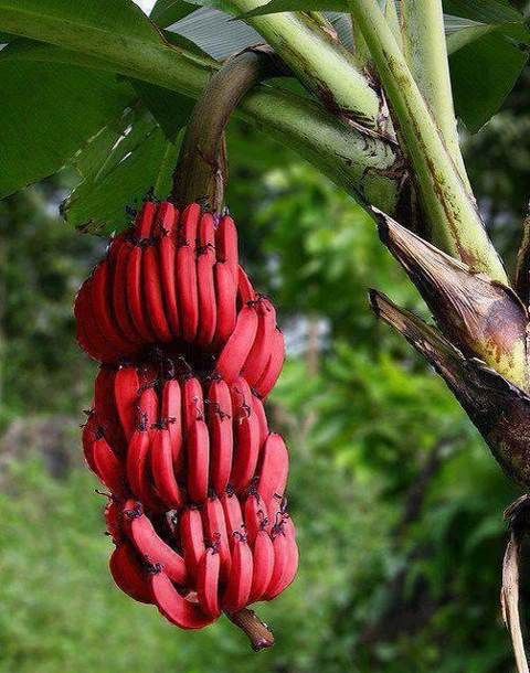 فاكهة الموز الاحمر فاكهة مميزة بطعم احلى
