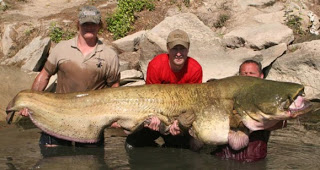 سمكة عملاقة طولها مترين ونصف