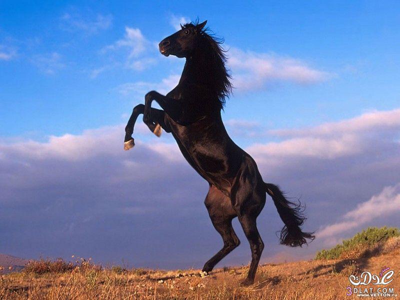 صور خيول سوداء صور الحصان العربى الاسود صور الخيل العربى الاسود صور خيول عربيه ص