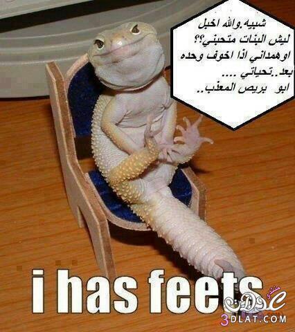 نكت مصورة  نكت2025