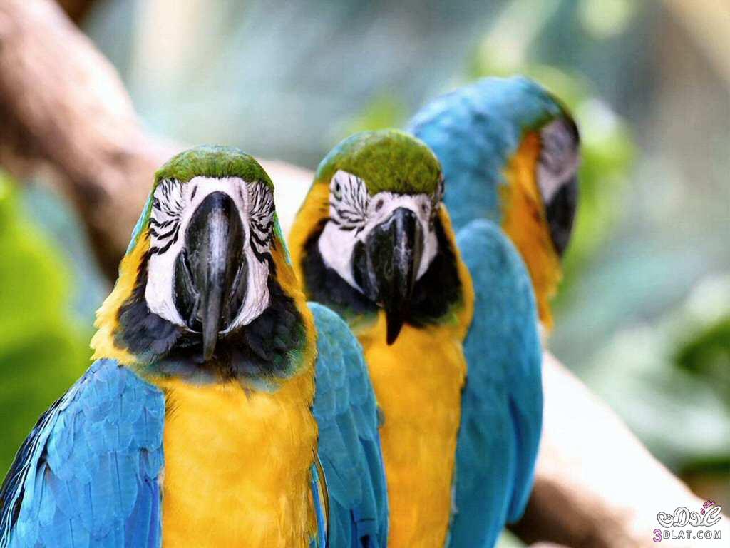 طيور جميلة صور لطيور رائعة الجمال