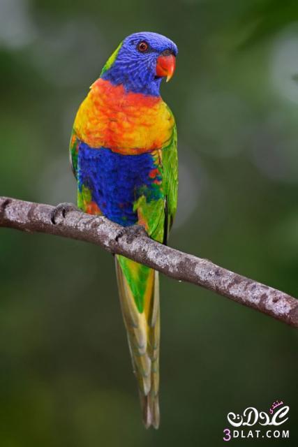 طيور جميلة صور لطيور رائعة الجمال
