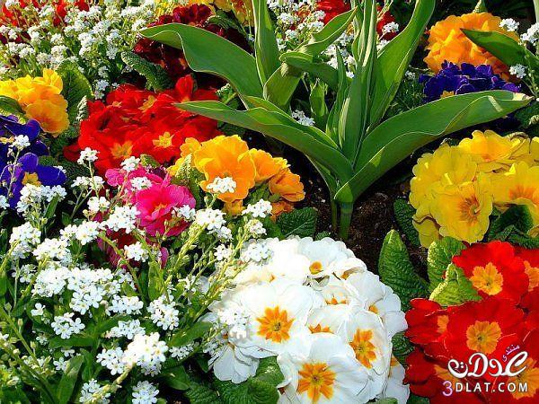 زهور من الطبيعة رائعة,Colorful Flower pictures,مجموعة ورود لعشاق الورود