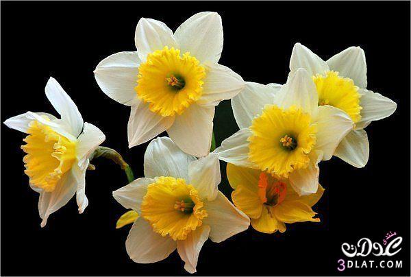 زهور من الطبيعة رائعة,Colorful Flower pictures,مجموعة ورود لعشاق الورود
