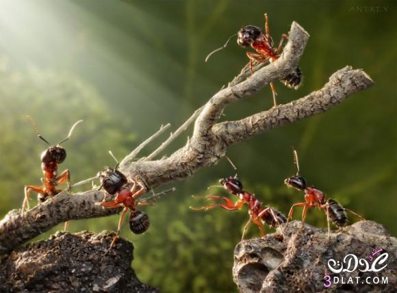 صور غريبه عن النمل ..