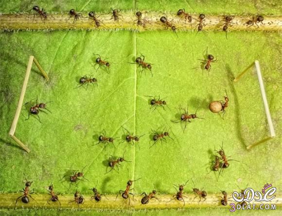 صور غريبه عن النمل ..