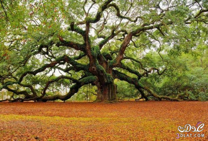 صور خلفيات طبيعية , اشجار جميلة ومناظر طبيعية جنان 2024 , Tree Wallpapers