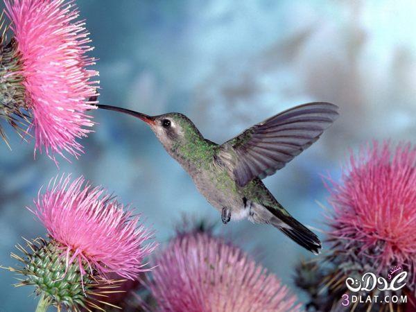 صور رائعه من الطبيعه ,مناظر طبيعية خلابة,صور طيور وفراشات من الطبيعه,زهور وورود