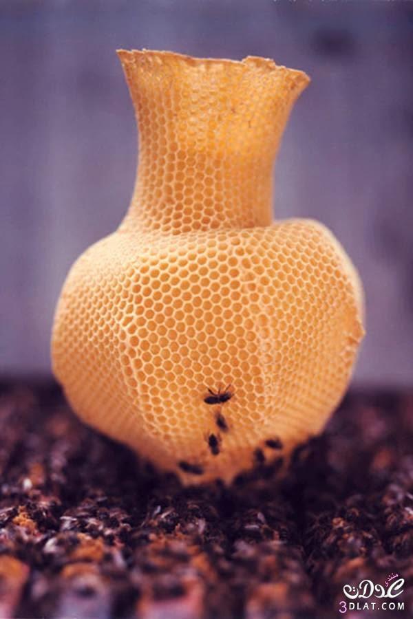 بالصور النحل يصنع مجسمات فنية سبحان الله
