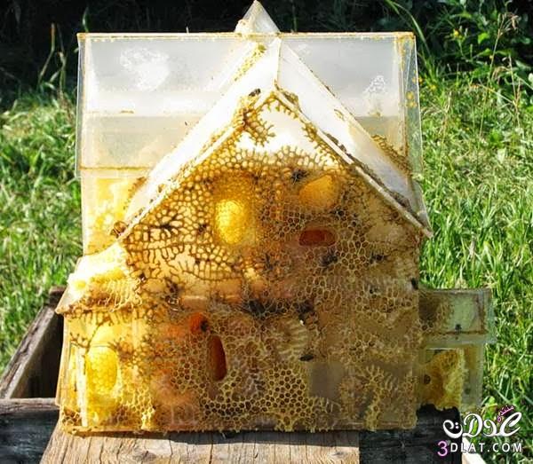 بالصور النحل يصنع مجسمات فنية سبحان الله