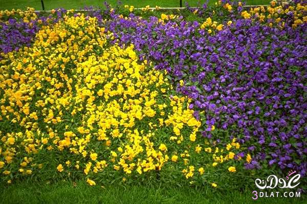 زهور من الطبيعة,صور ورود وازهار جميلة,مجموعة زهور بألوان خلابة