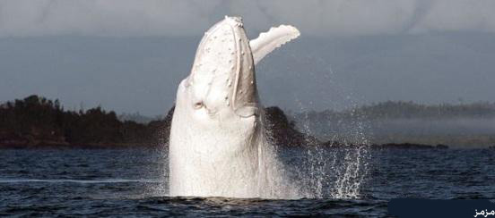 الحوت الابيض صور حديثةللحوت الابيض الوحيد فى العالم