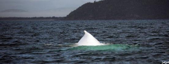 الحوت الابيض صور حديثةللحوت الابيض الوحيد فى العالم