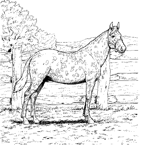 صور أحصنة للتلوين’رسومات اطفال للتلوين,حصان بالابيض والاسود للطباعه والتلوين