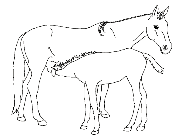 صور أحصنة للتلوين’رسومات اطفال للتلوين,حصان بالابيض والاسود للطباعه والتلوين