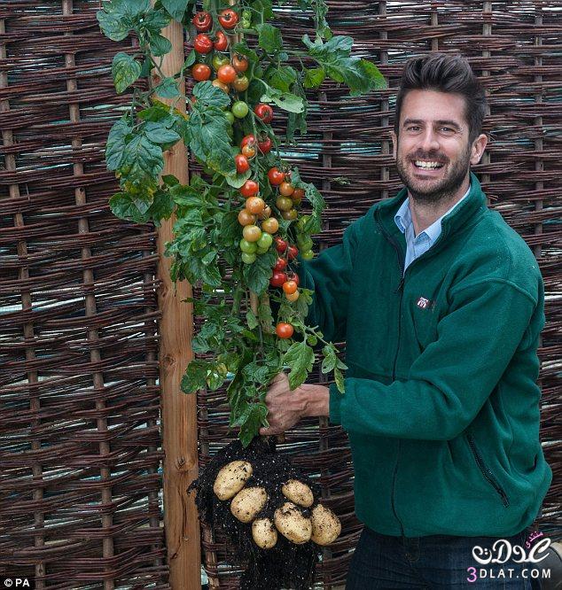 شجرة بريطانية تنبت طماطم وبطاطس في آن واحد