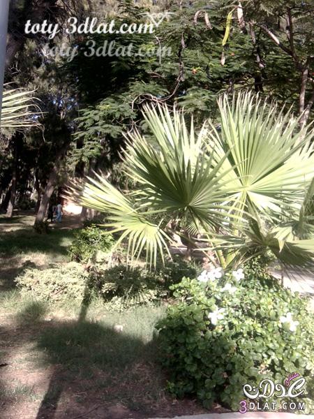 حدائق المنتزة الاسكندرية مناظر طبيعية من تصويرى لحدائق المنتزة بالاسكندرية