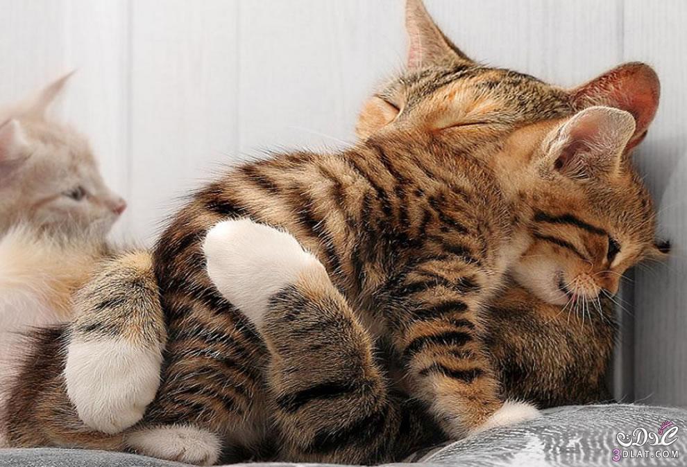 امومة في القطط امومة في القطط