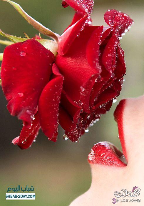 صور ورد احمر اجمل الورود الحمراء