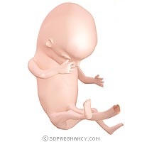 الشهر الثالث من الحمل / معلومات عن ثالث شهر حمل
