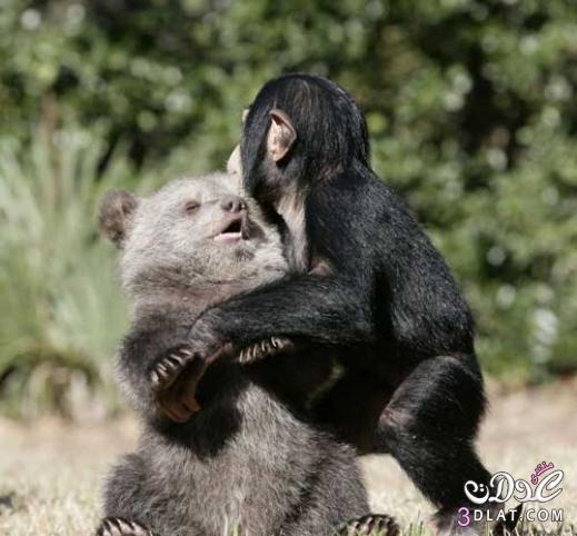 بالصور: صداقة غير عادية بين شبل الدب والقرد .