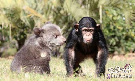 بالصور: صداقة غير عادية بين شبل الدب والقرد .