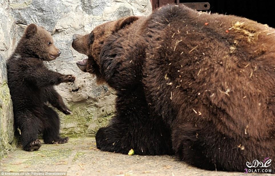 صور انثى الدب تؤدب طفلها ..... ررروعة