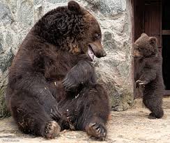 صور انثى الدب تؤدب طفلها ..... ررروعة