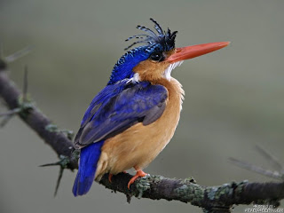 اجمل صور طبيعية للطيور 2024 - صور جميلة للطيور 2024 - اروع الصور