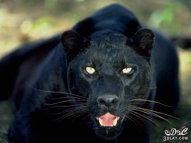 النمور السوداء صور النمور السوداء صورة النمر الاسود